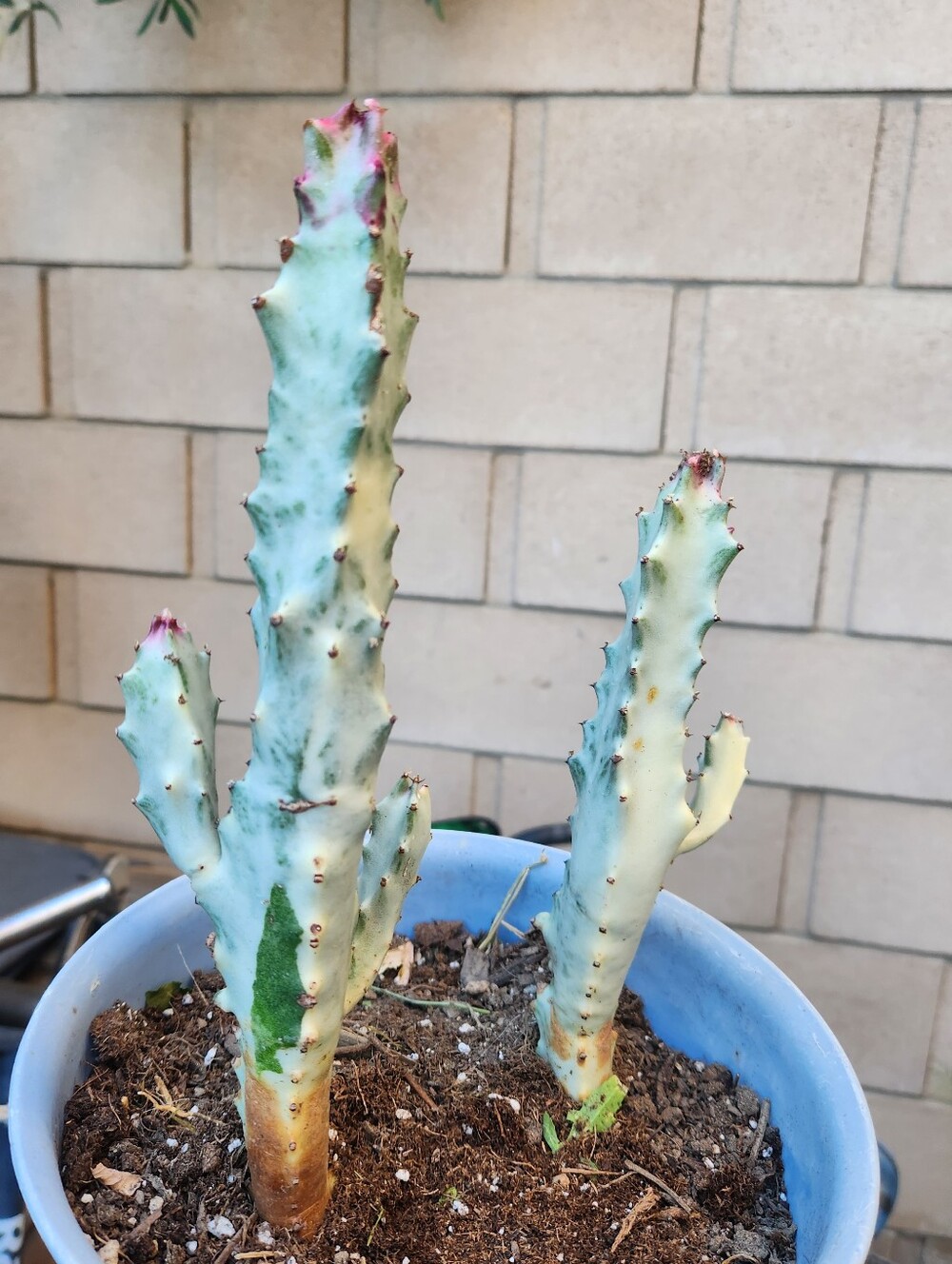 RARE 11" Euphorbia Lactea Ghost Variegated Dragon Bones Two Cacti !